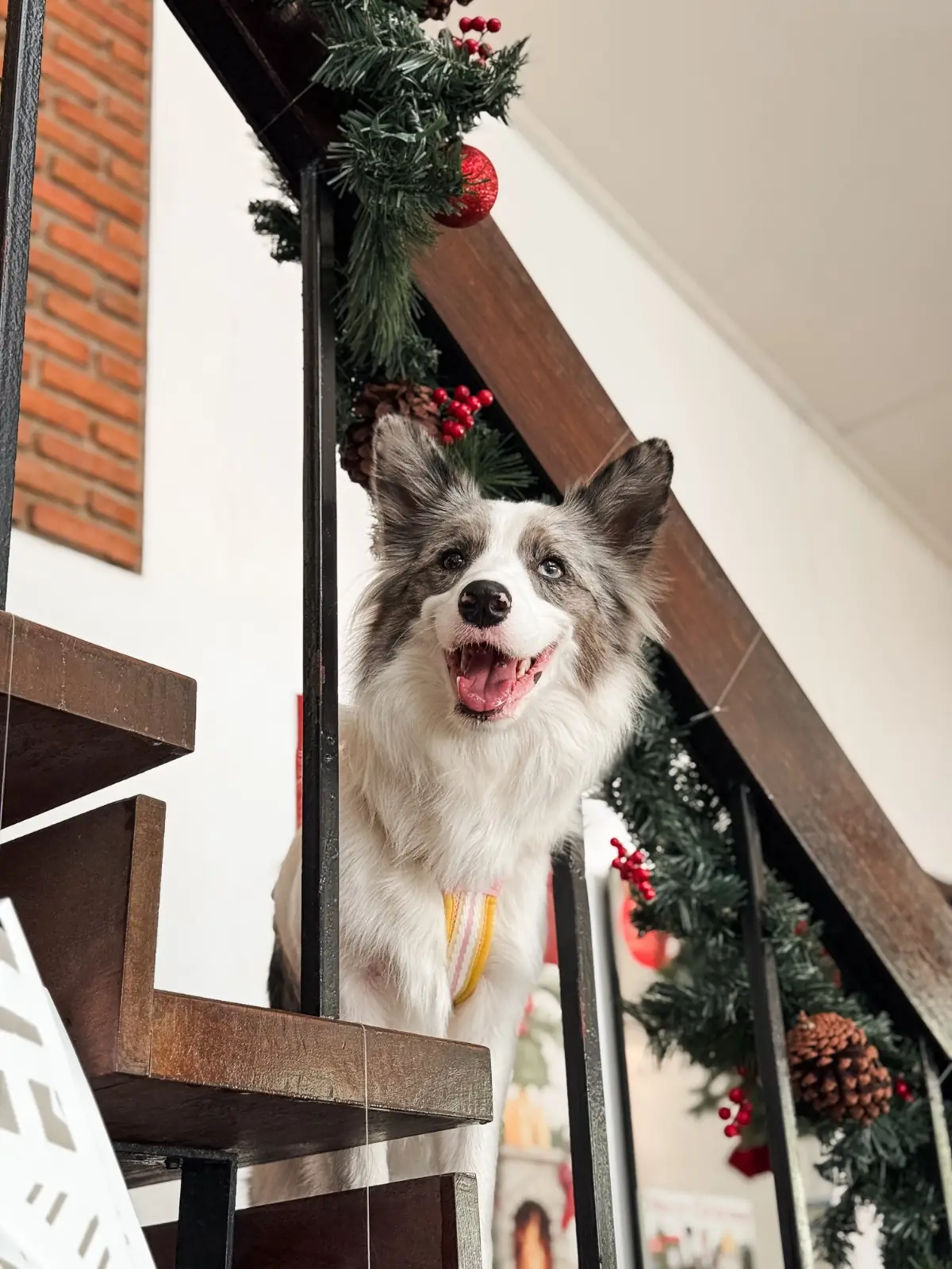 Huus Plate pets image 4