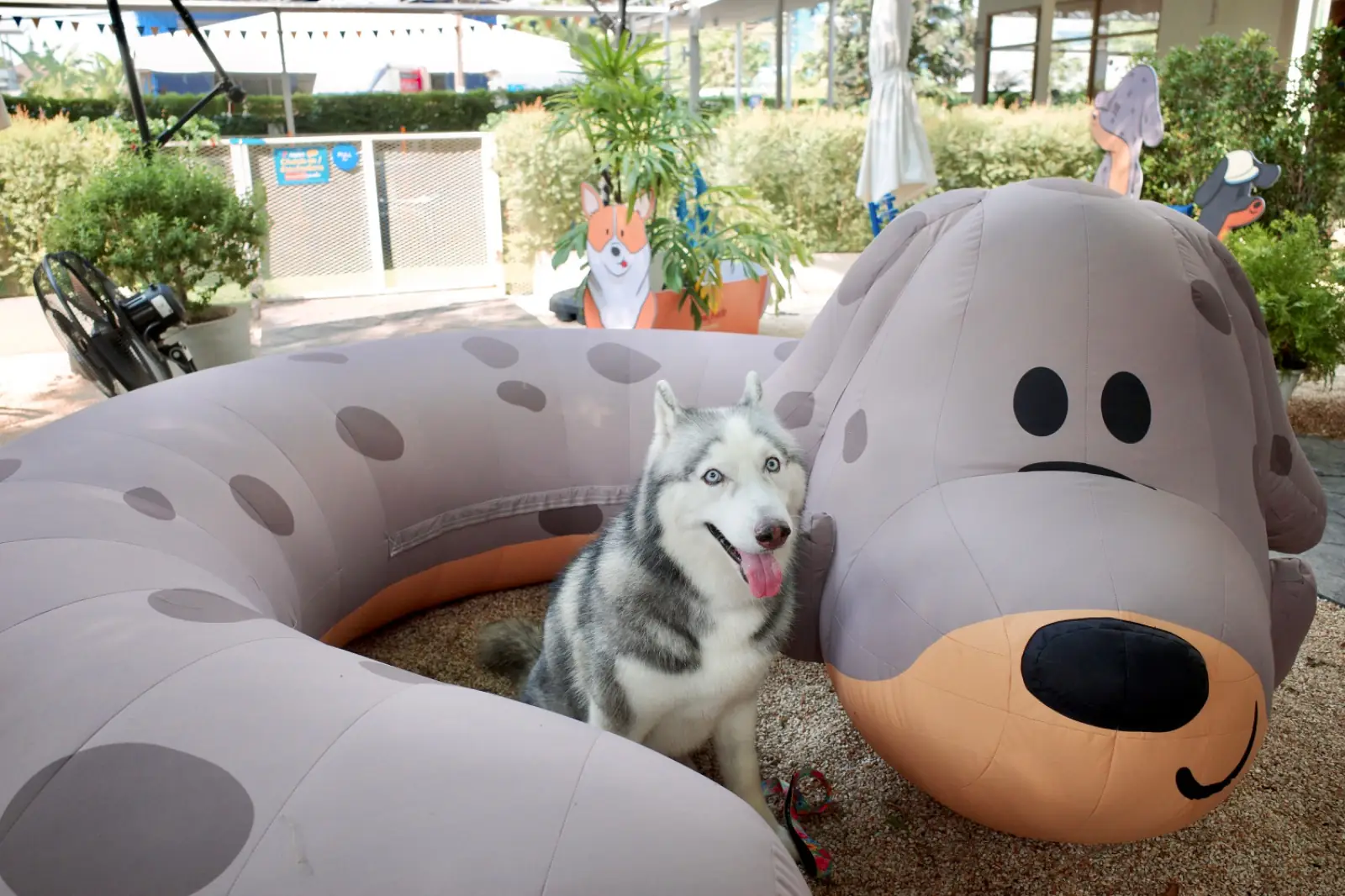 Huus Plate pets image 6