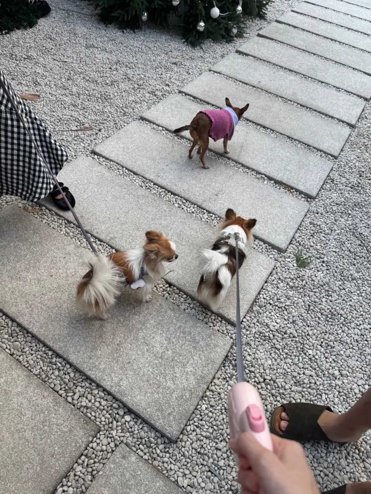 Miffy Cafe pets image 2