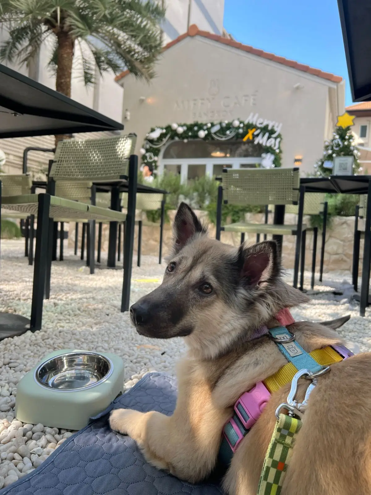 Miffy Cafe - Bangkok pets image 7