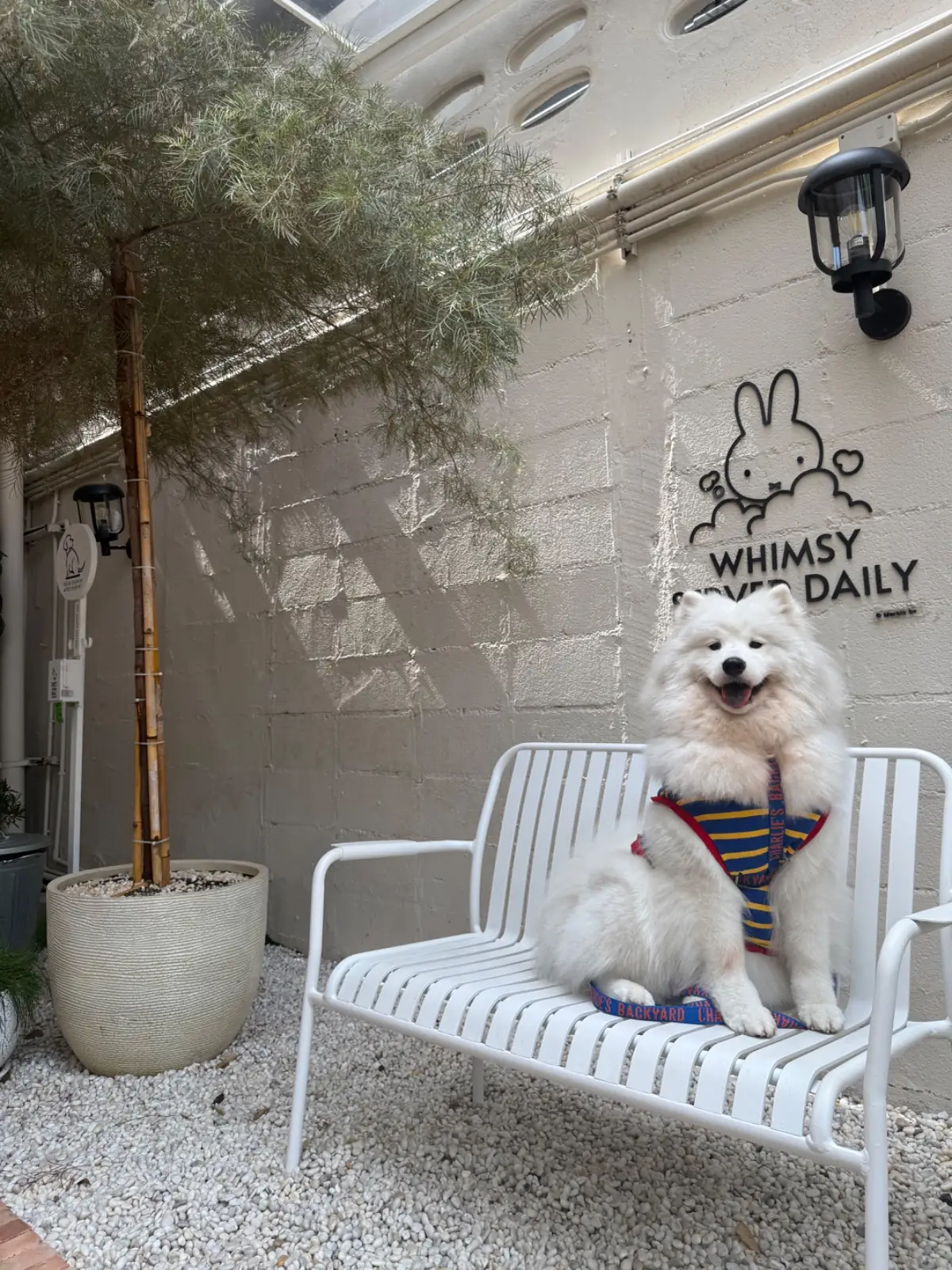 Miffy Cafe - Bangkok pets image 5