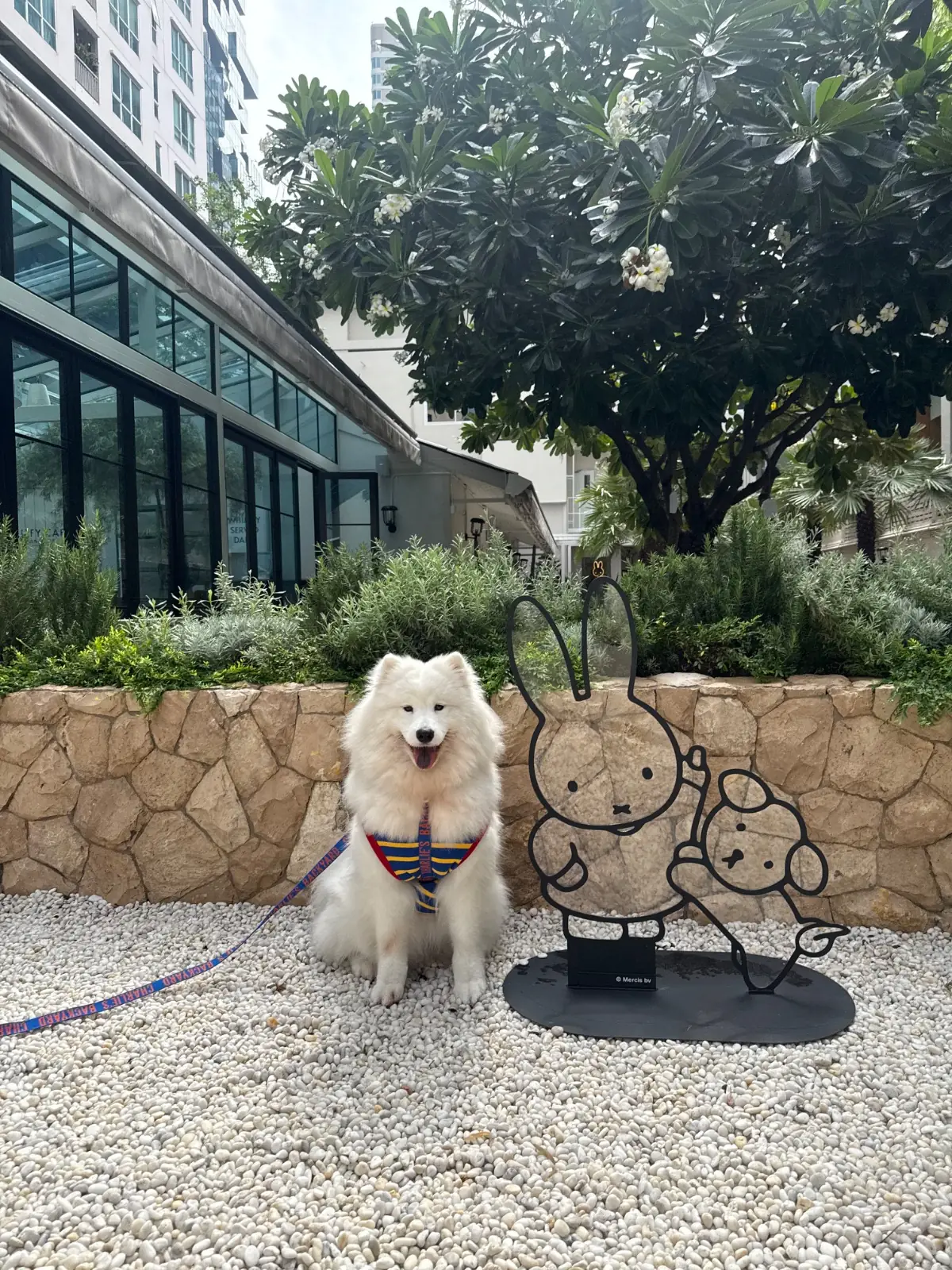 Miffy Cafe - Bangkok pets image 12