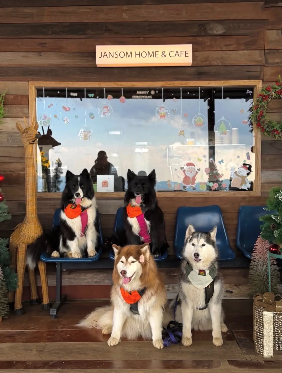 Jansom Home & Cafe pets image 2