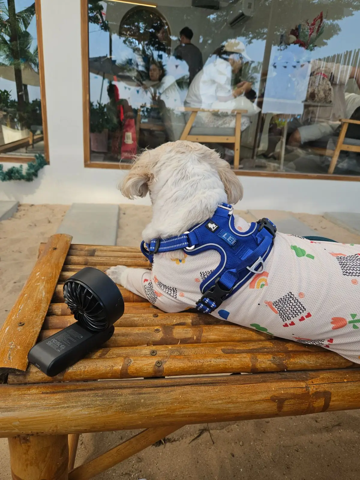 Whalecome by Kallapangha pets image 1