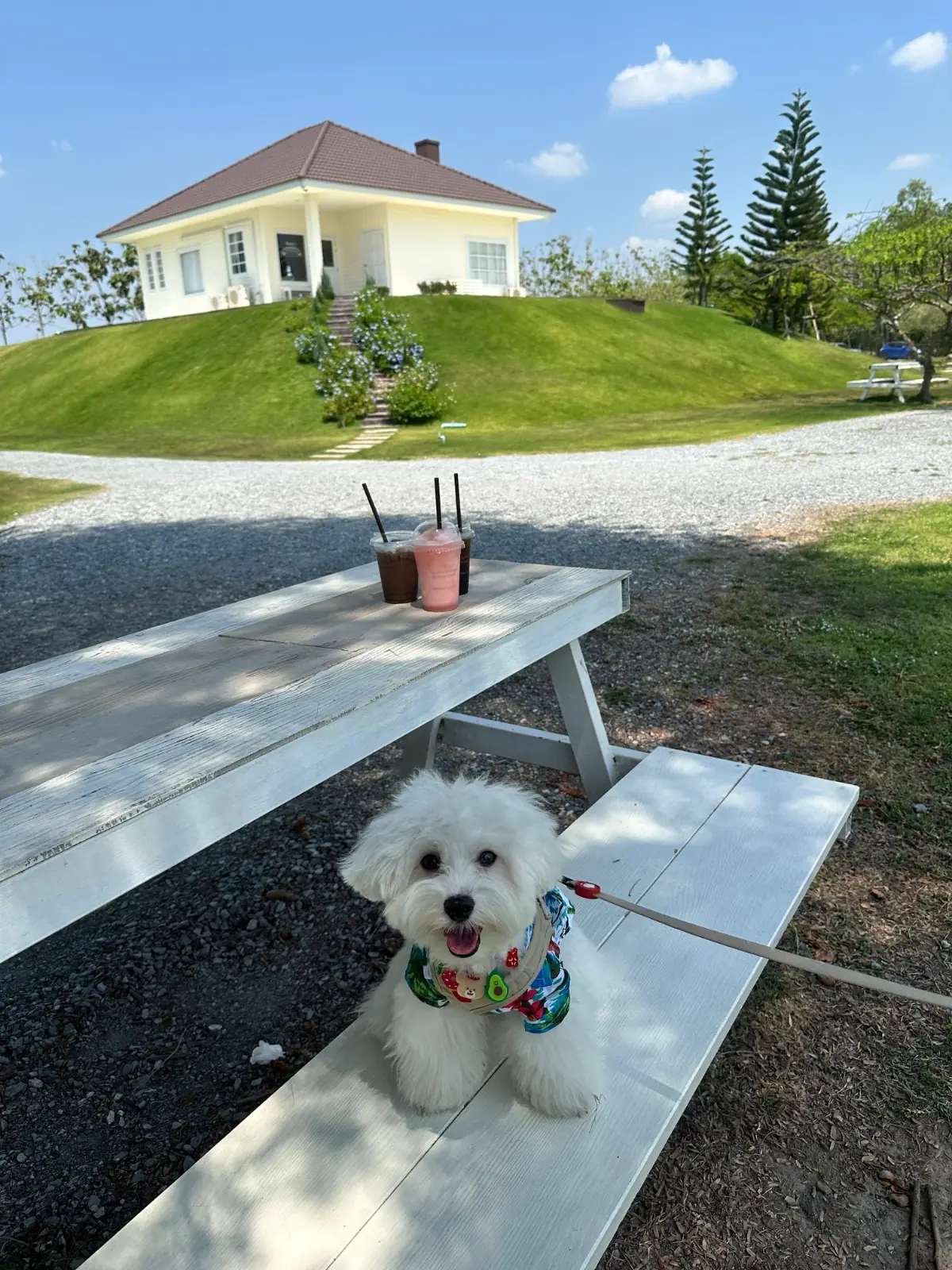 Homie's cafe pets image 1