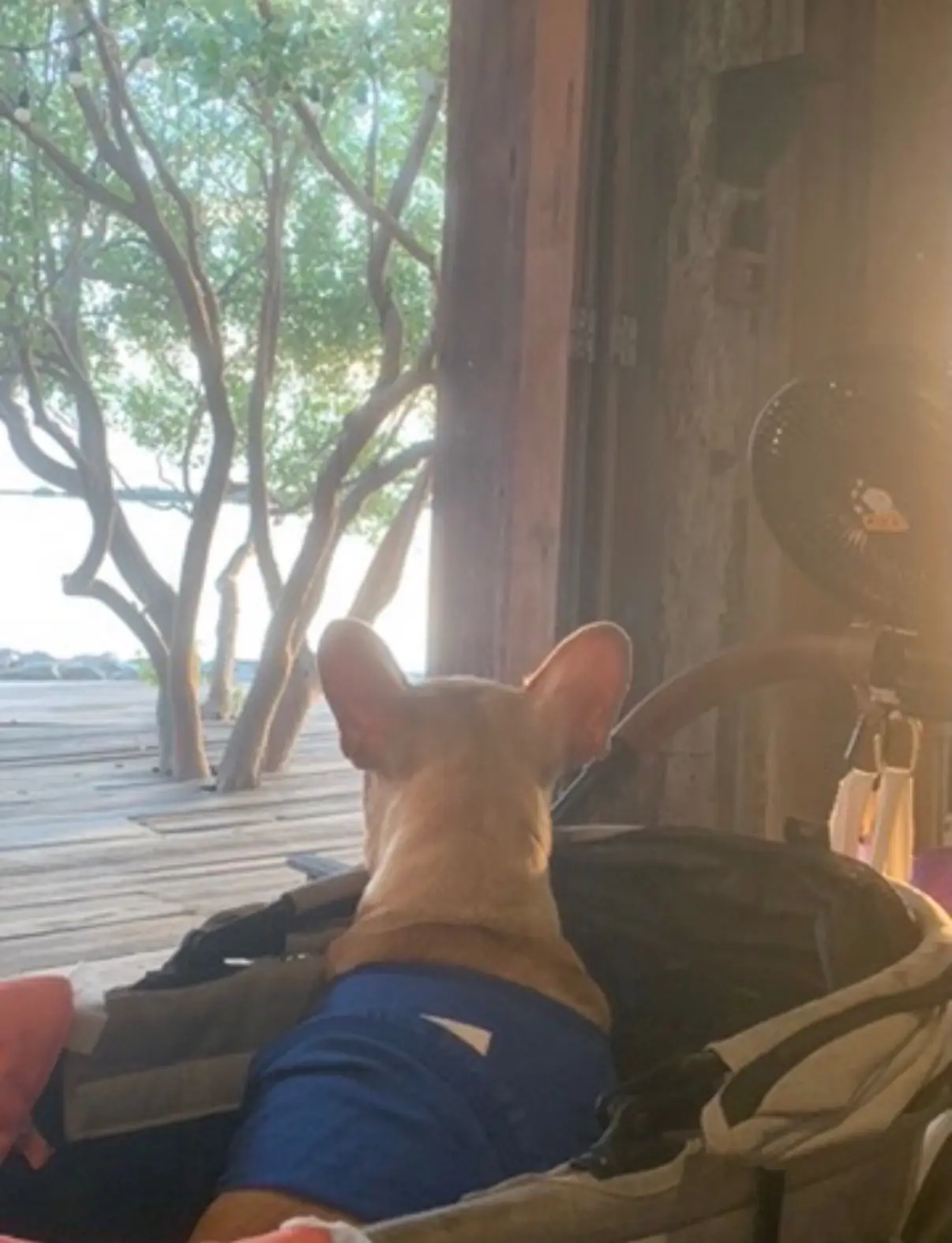 บ้าน ณ เล pets image 4