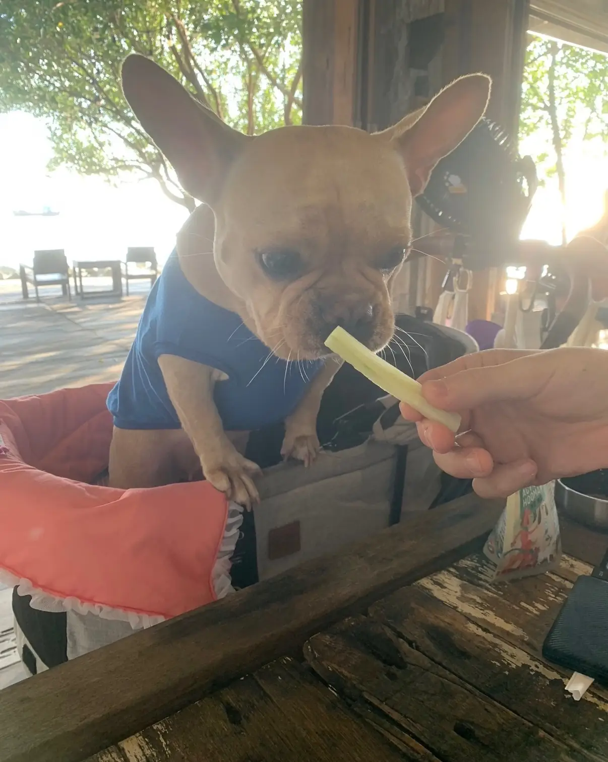 บ้าน ณ เล pets image 5