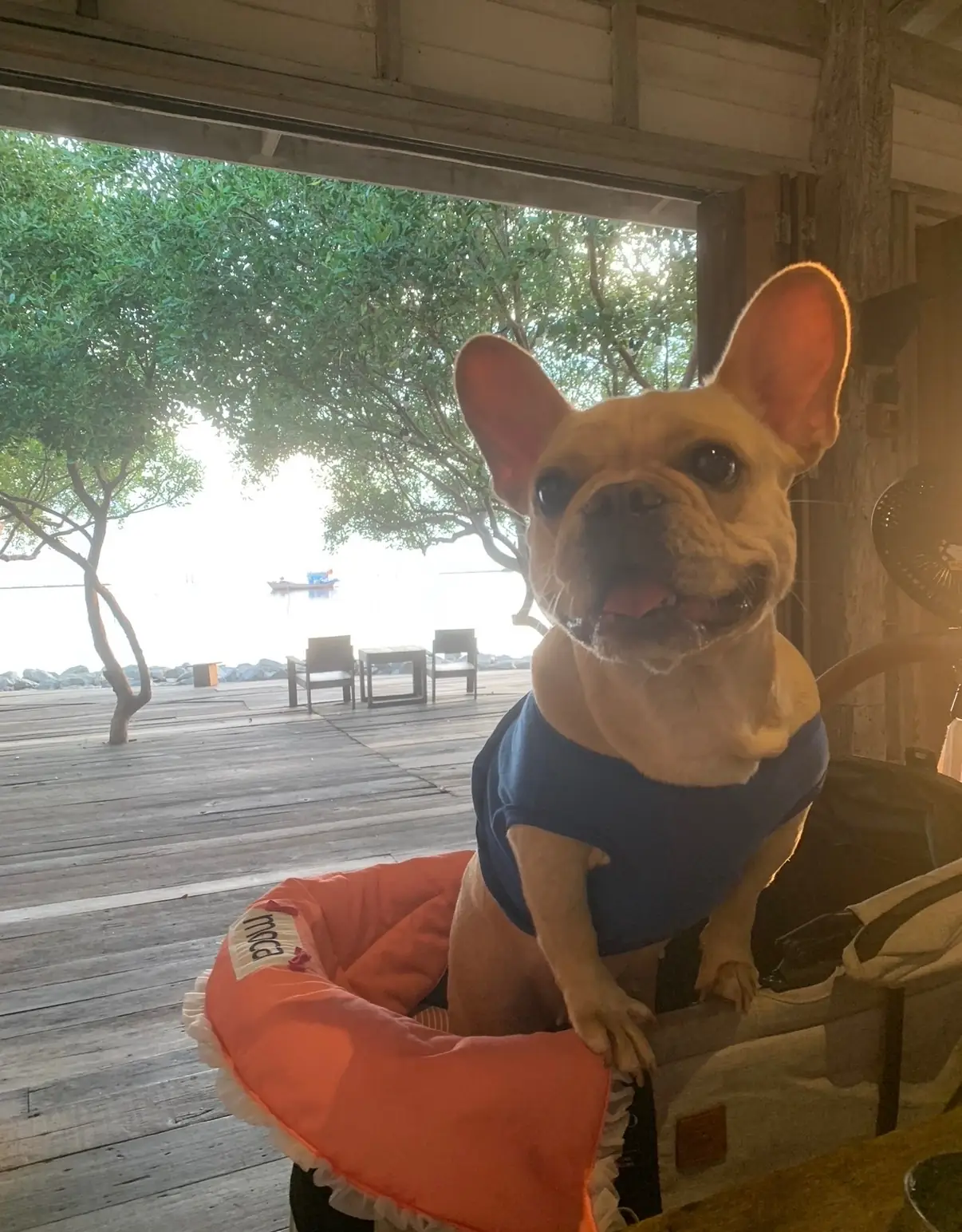 บ้าน ณ เล pets image 2