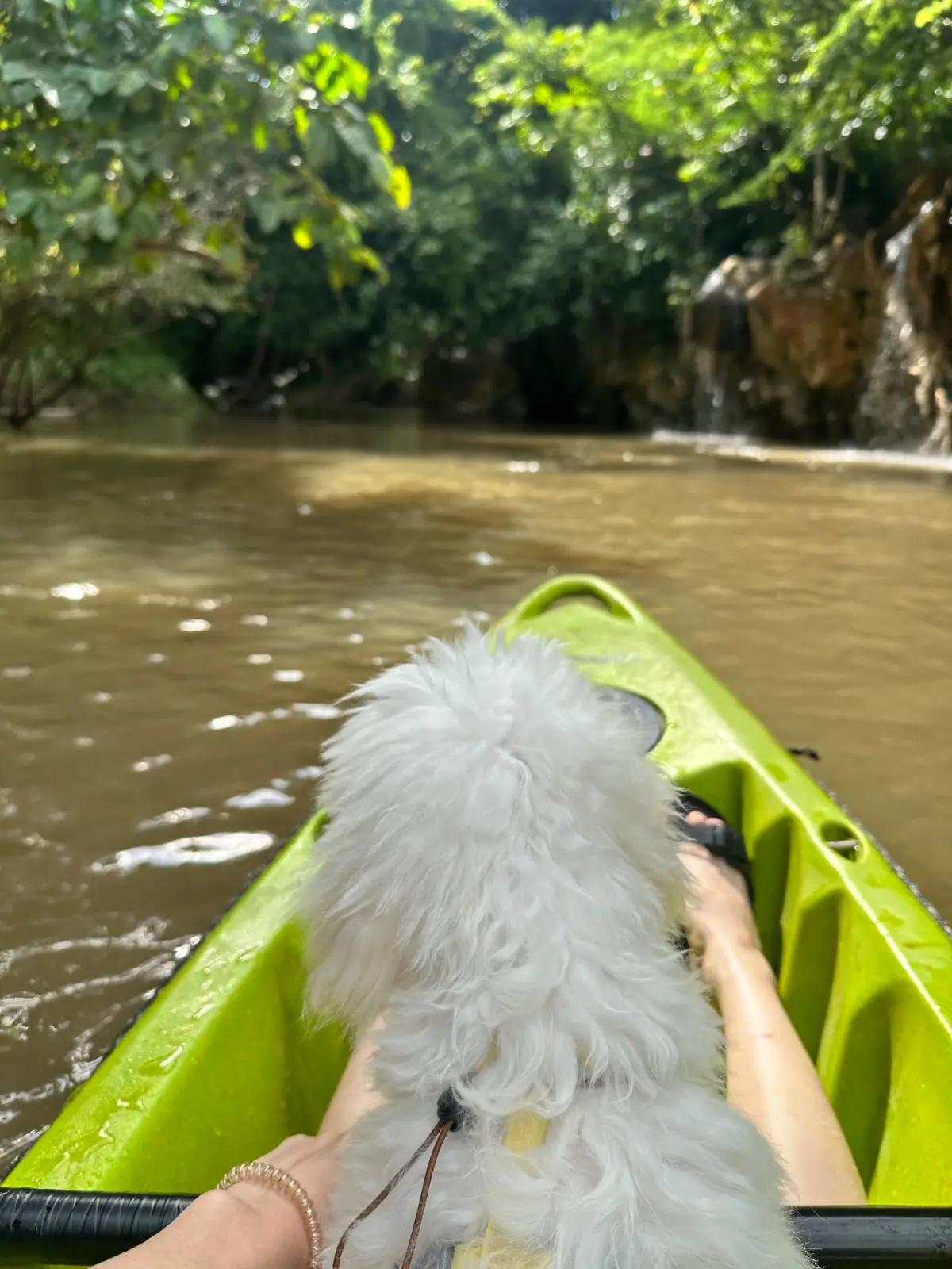 น้ำผุดธรรมชาติบ้านท่าช้าง pets image 1