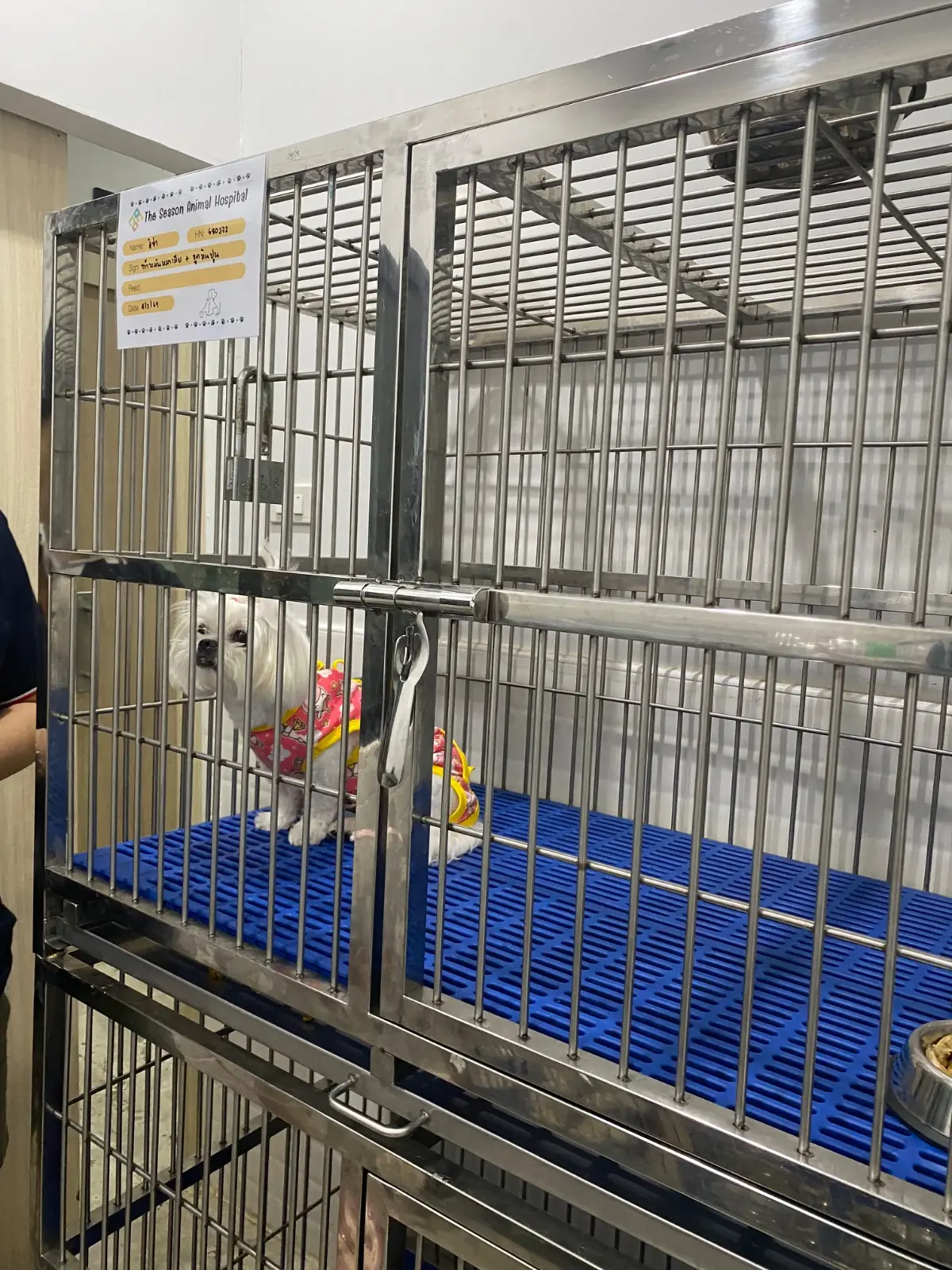 The Season Animal Hospital pets image 1