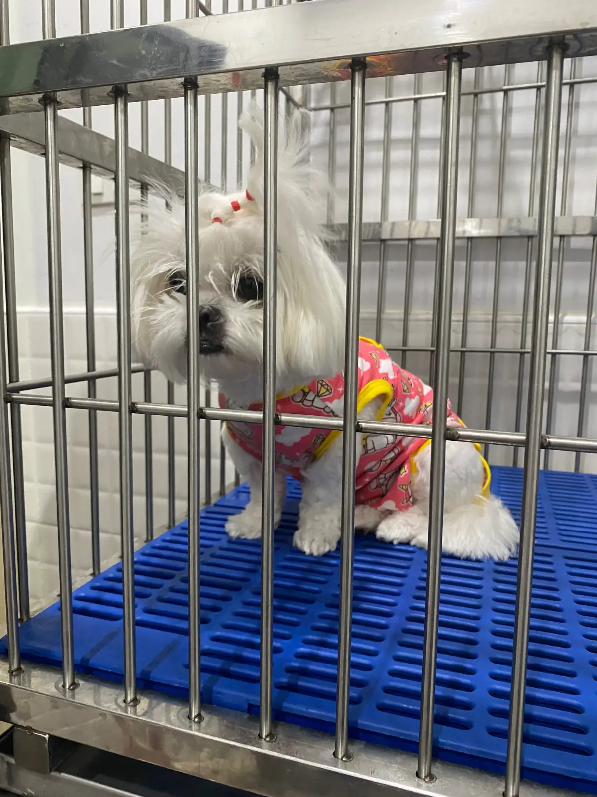 The Season Animal Hospital pets image 2