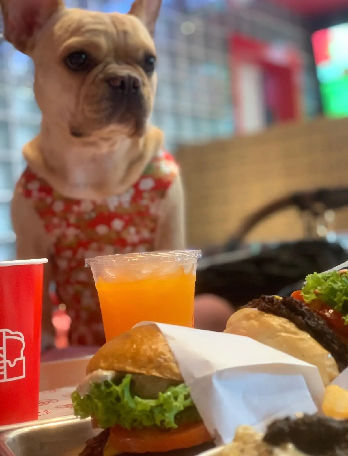 Quickie - Velaa Langsuan pets image 1