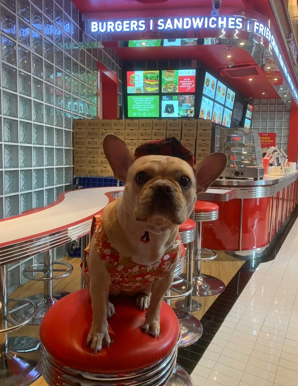 Quickie - Velaa Langsuan pets image 2