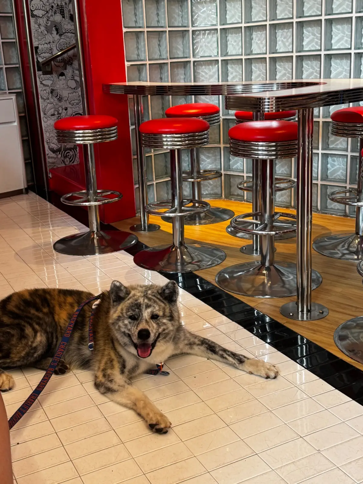 Quickie - Velaa Langsuan pets image 5