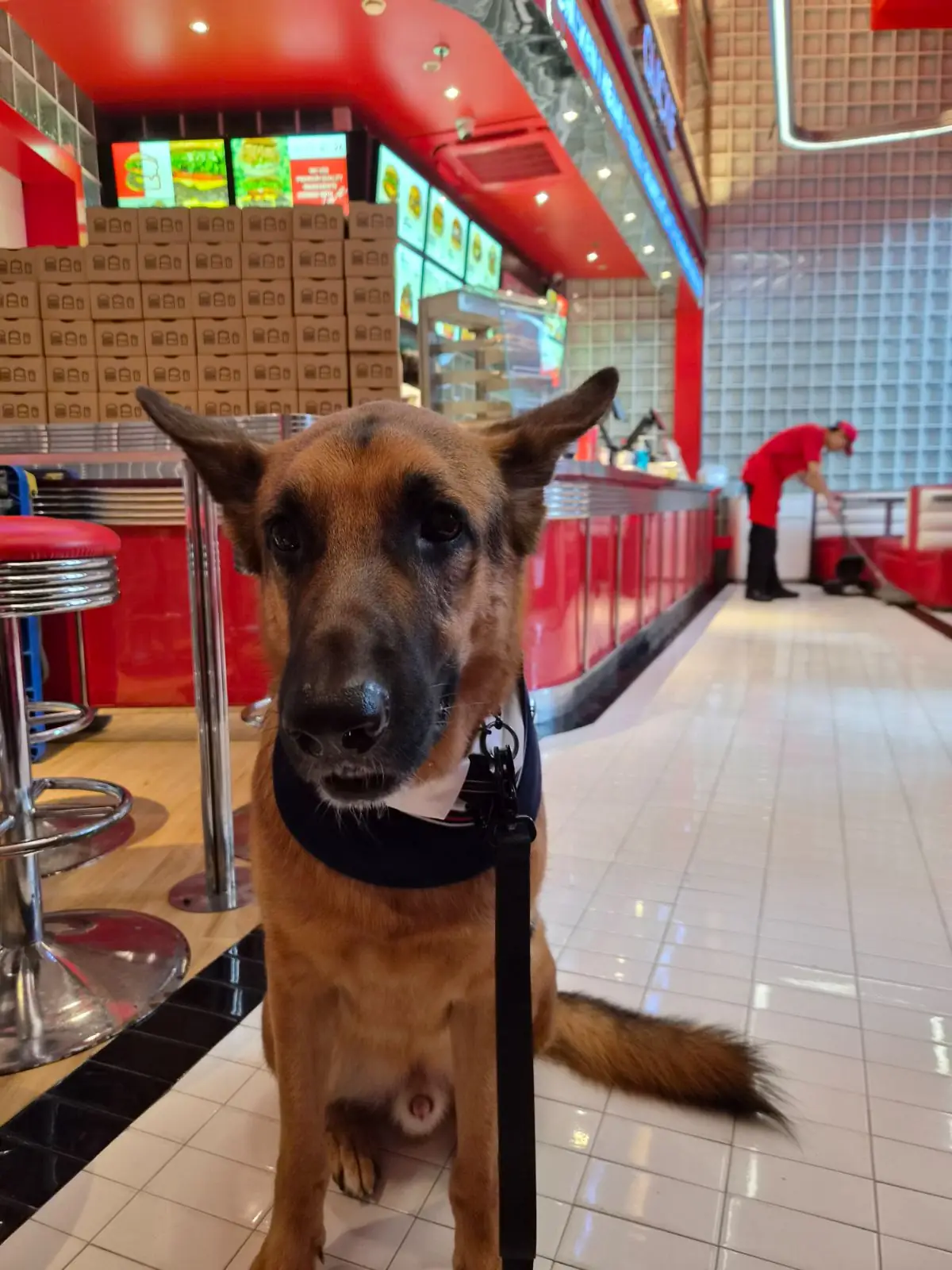 Quickie - Velaa Langsuan pets image 10