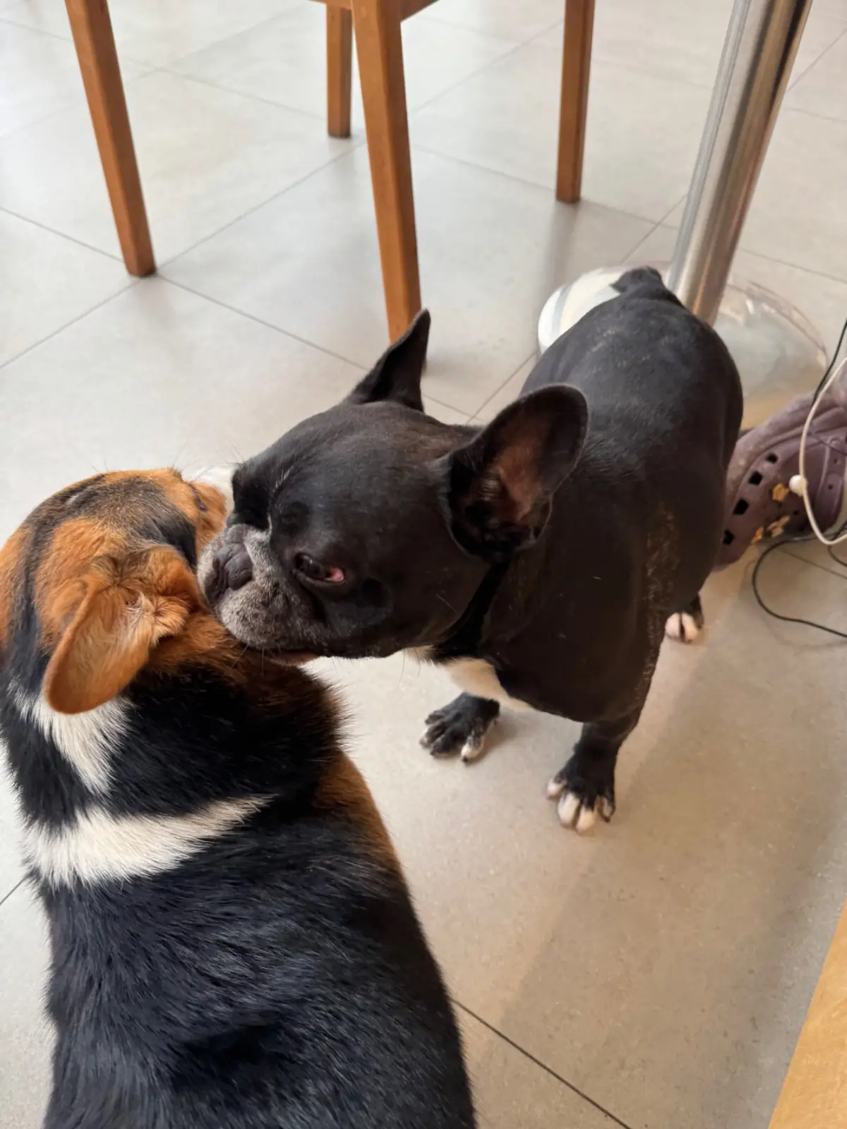 The Cofreze pets image 1