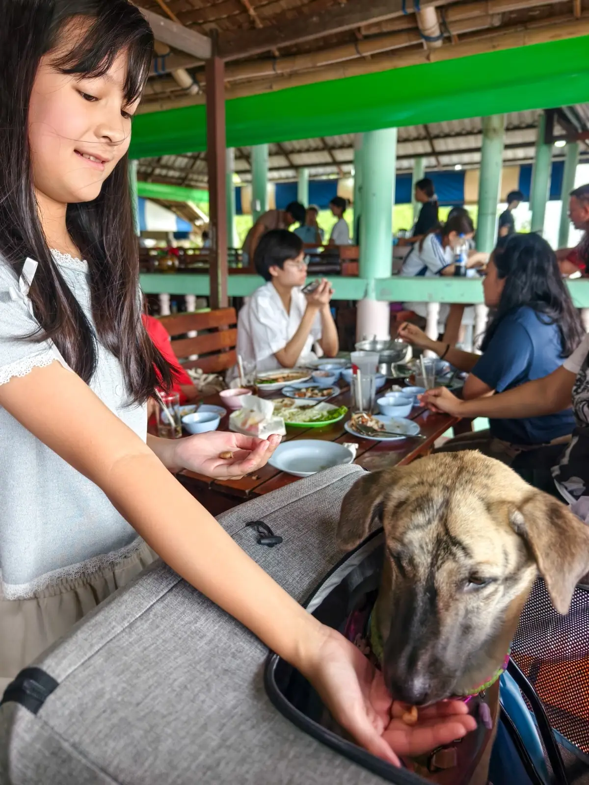 เจ๋งซีฟู้ด - Jeng Krua Shai Thaley pets image 1