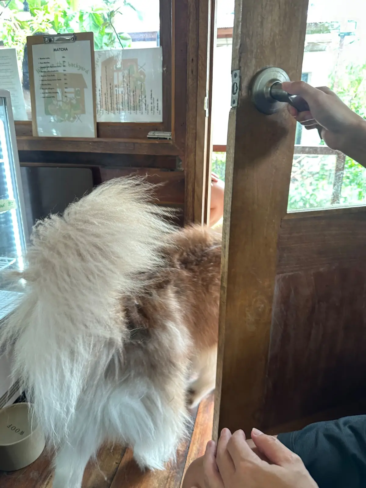 Homy in the backyard pets image 2