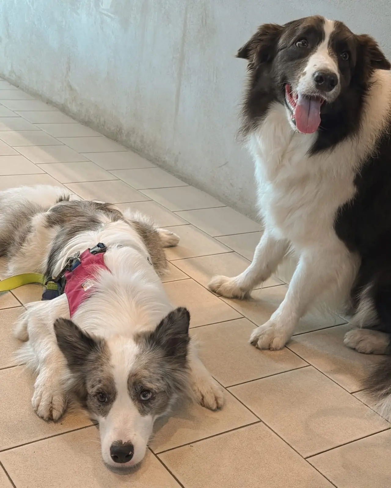 Homy in the backyard pets image 5