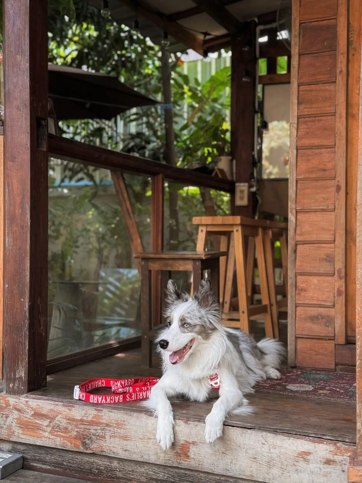 Homy in the backyard pets image 4