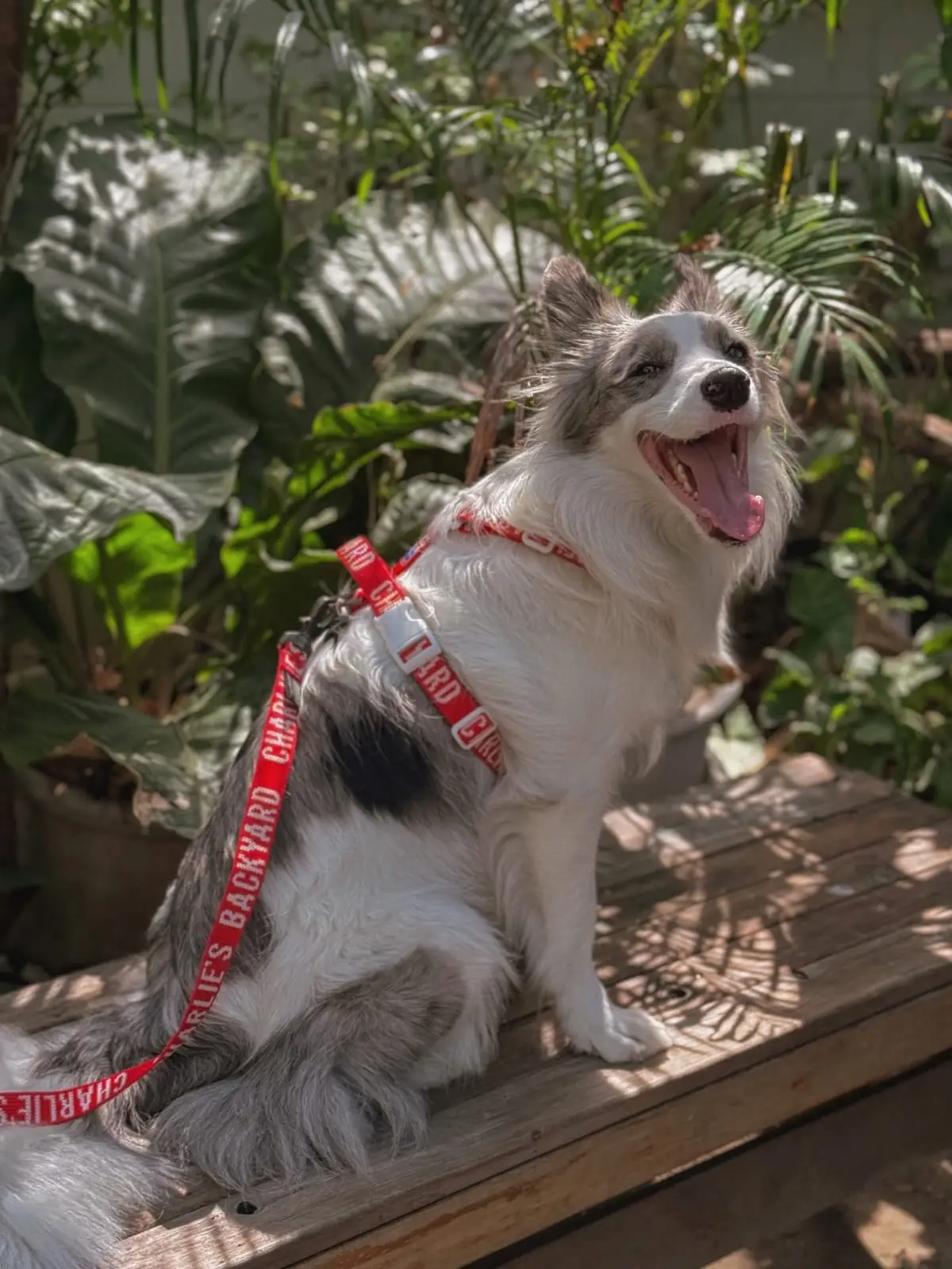 Homy in the backyard pets image 3