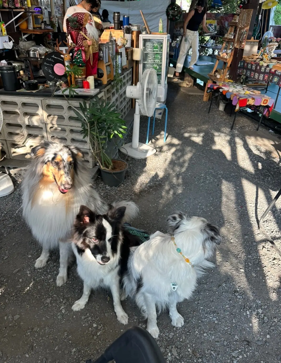 ฤดูภาพ Art&Cafe pets image 1