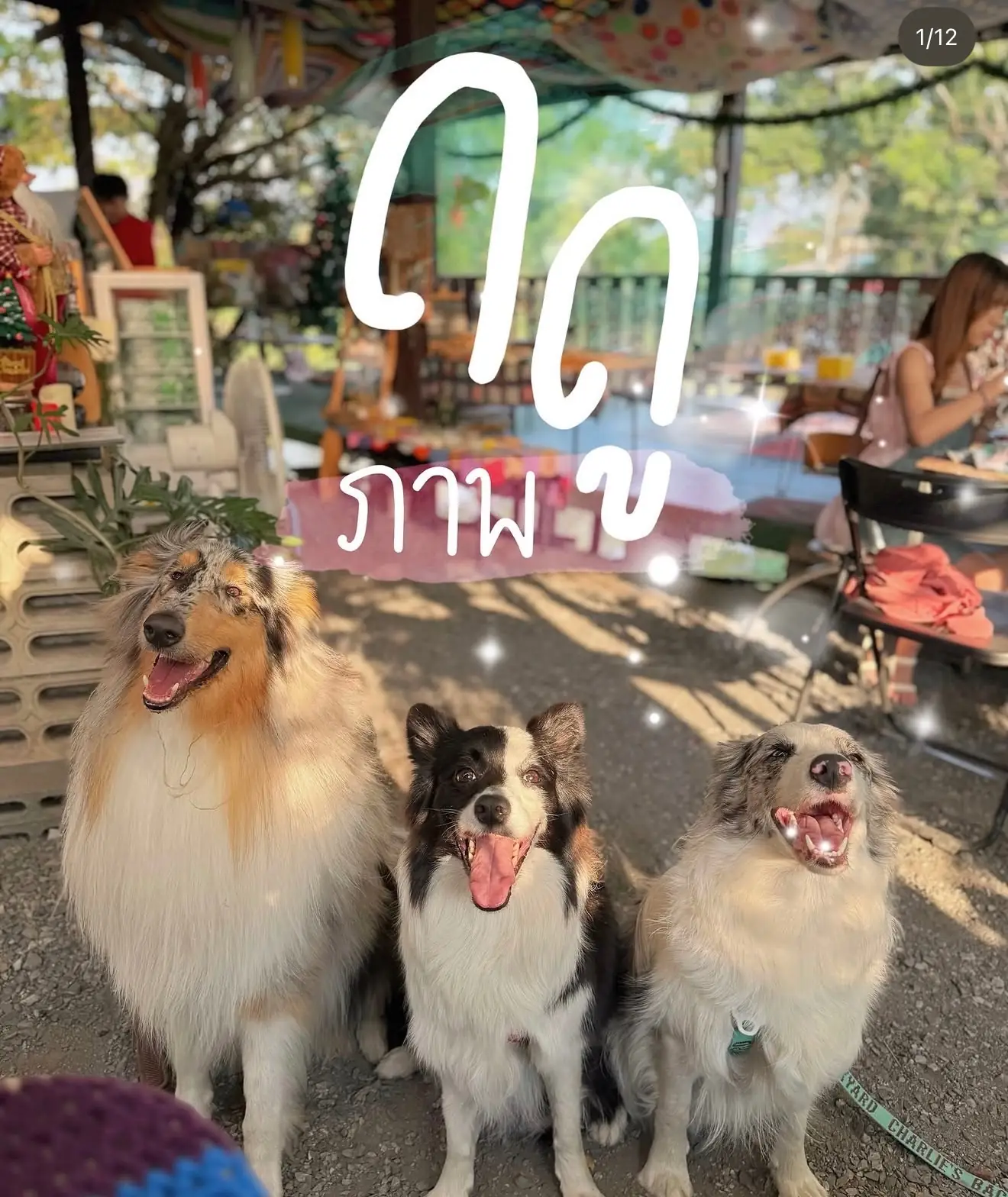 ฤดูภาพ Art&Cafe pets image 3