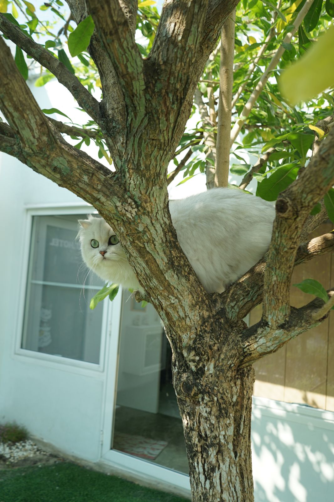 The Pethouse hero image 24