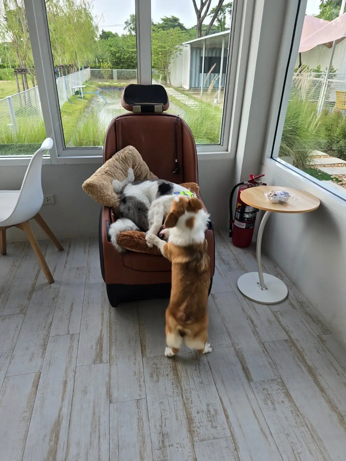 The Pethouse pets image 3