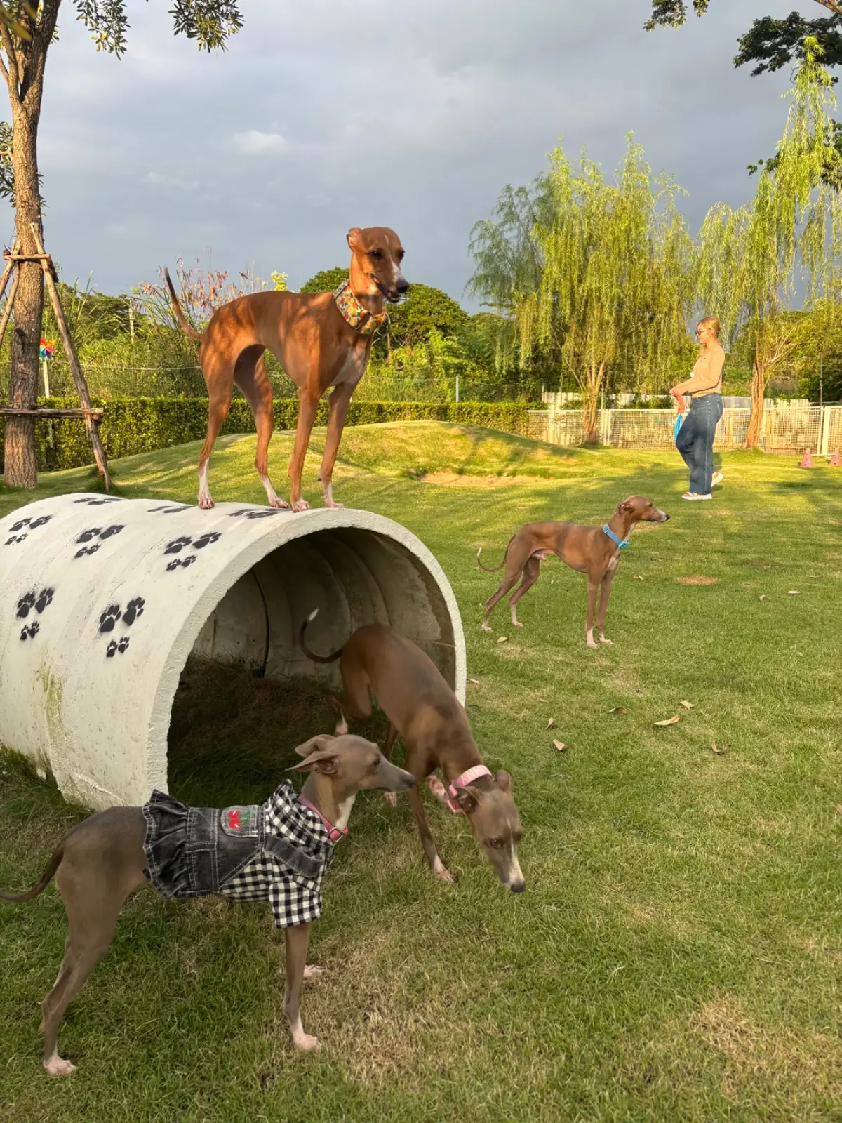 THE PETHOUSE pets image 6