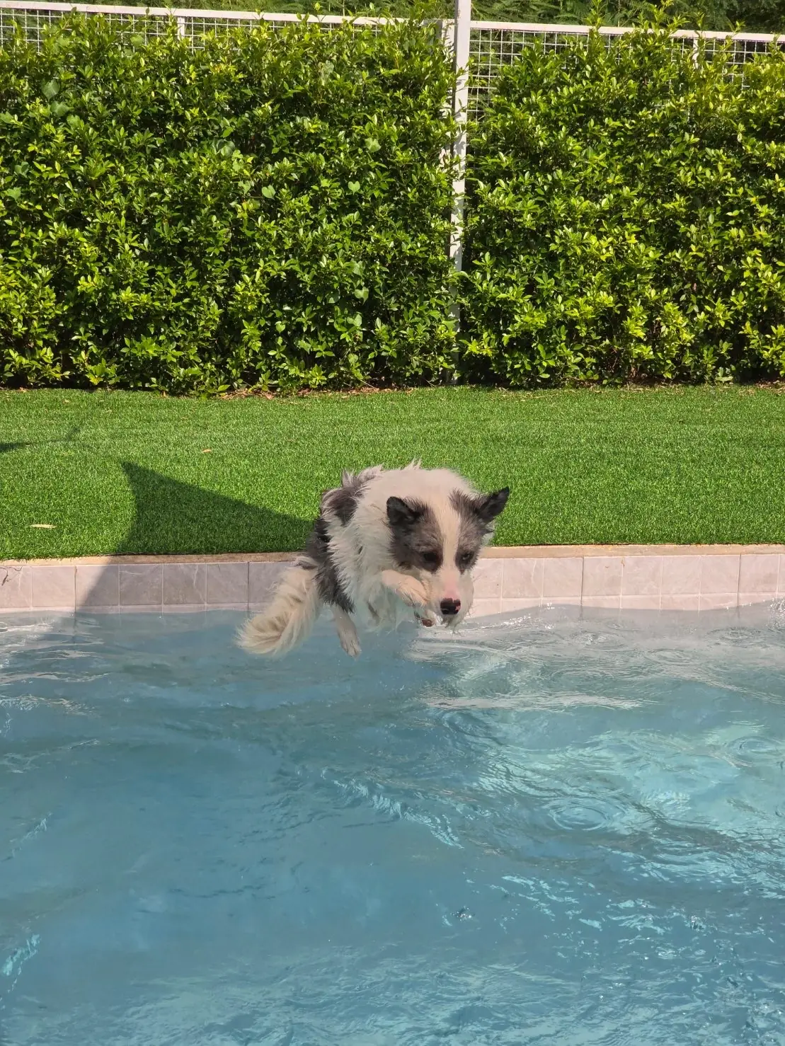 The Pethouse pets image 2