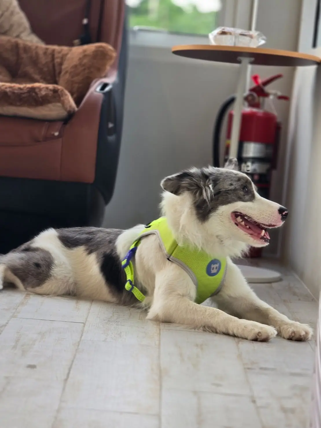 The Pethouse pets image 1