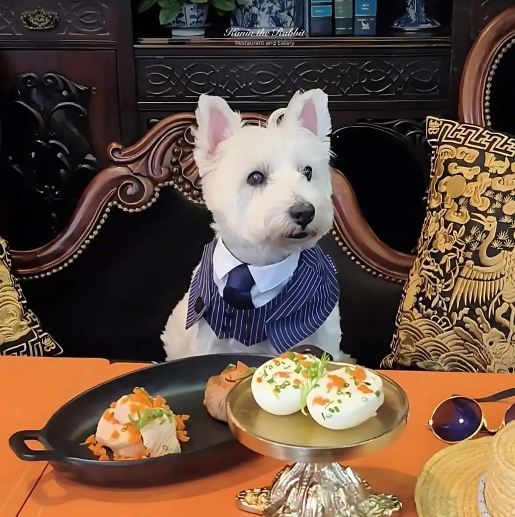 Kanin the Rabbit Restaurant and Eatery pets image 2