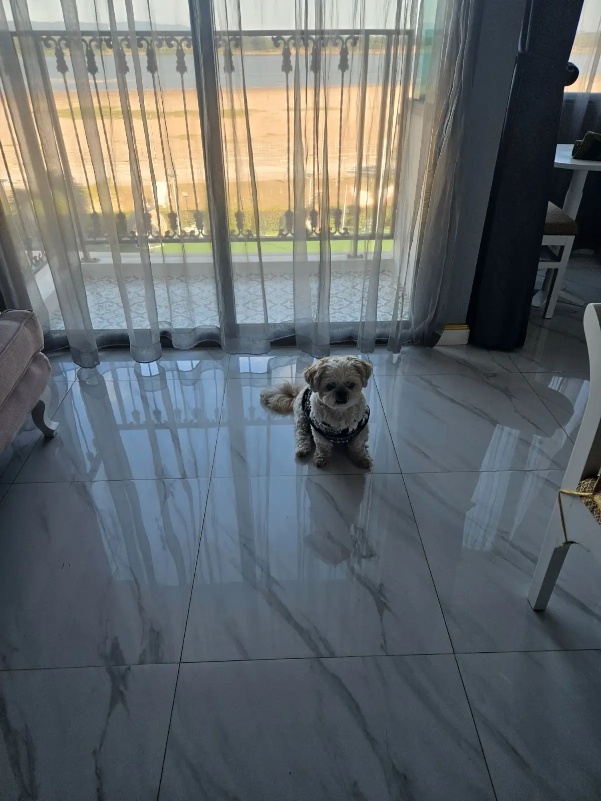 Mekong heritage pets image 2