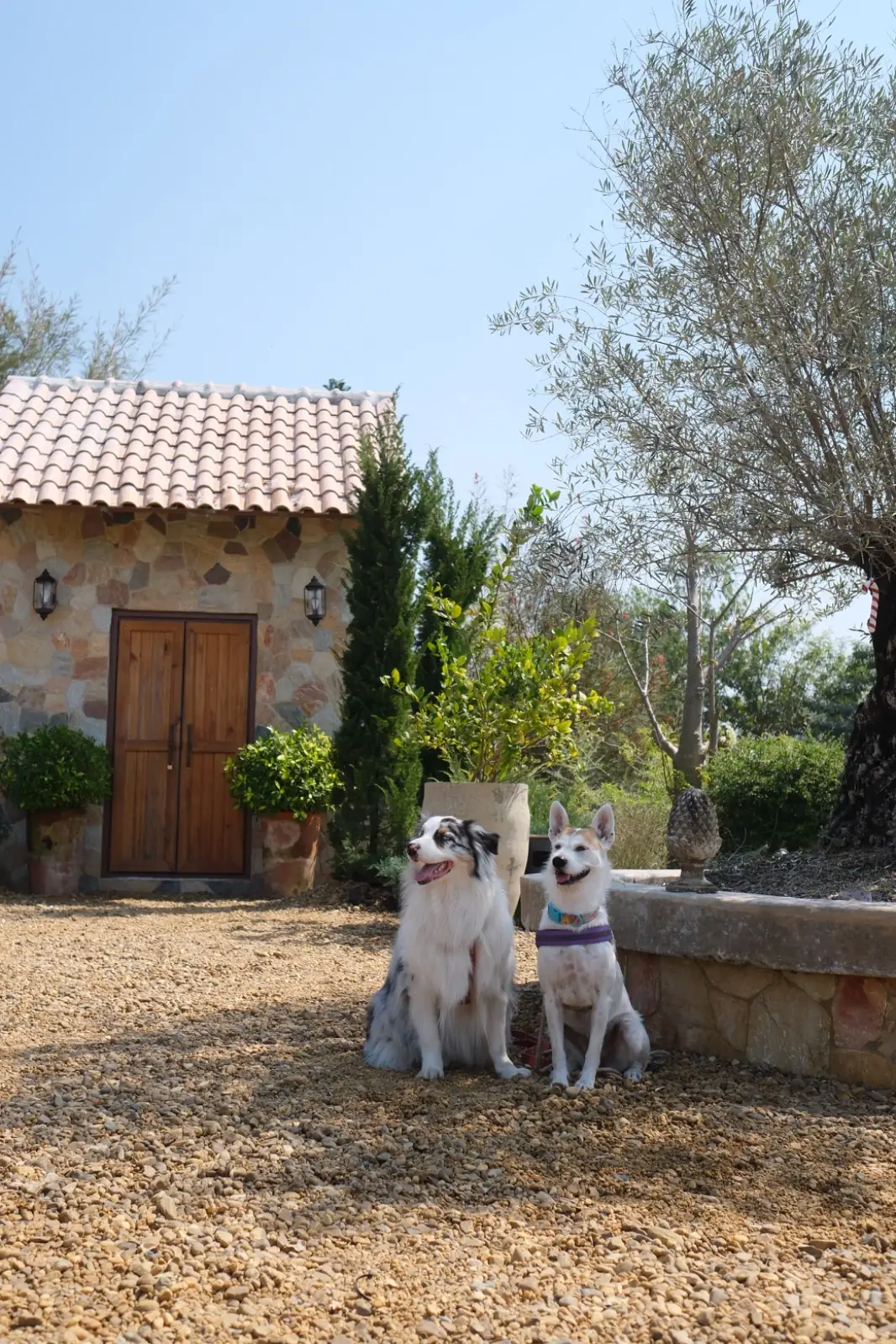 Meadow View Cafe pets image 1