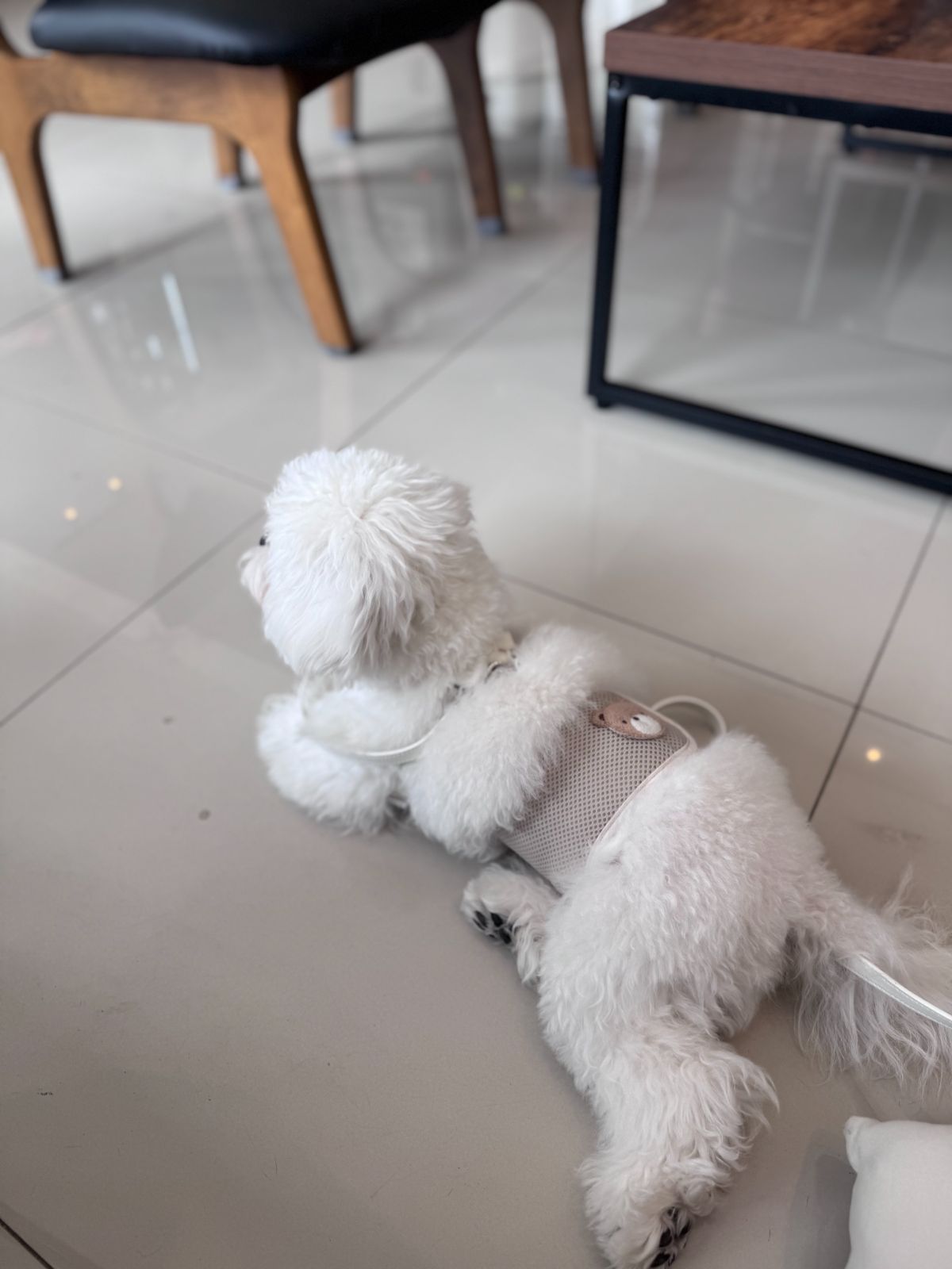 Barislow Specialty Coffee pets image 3