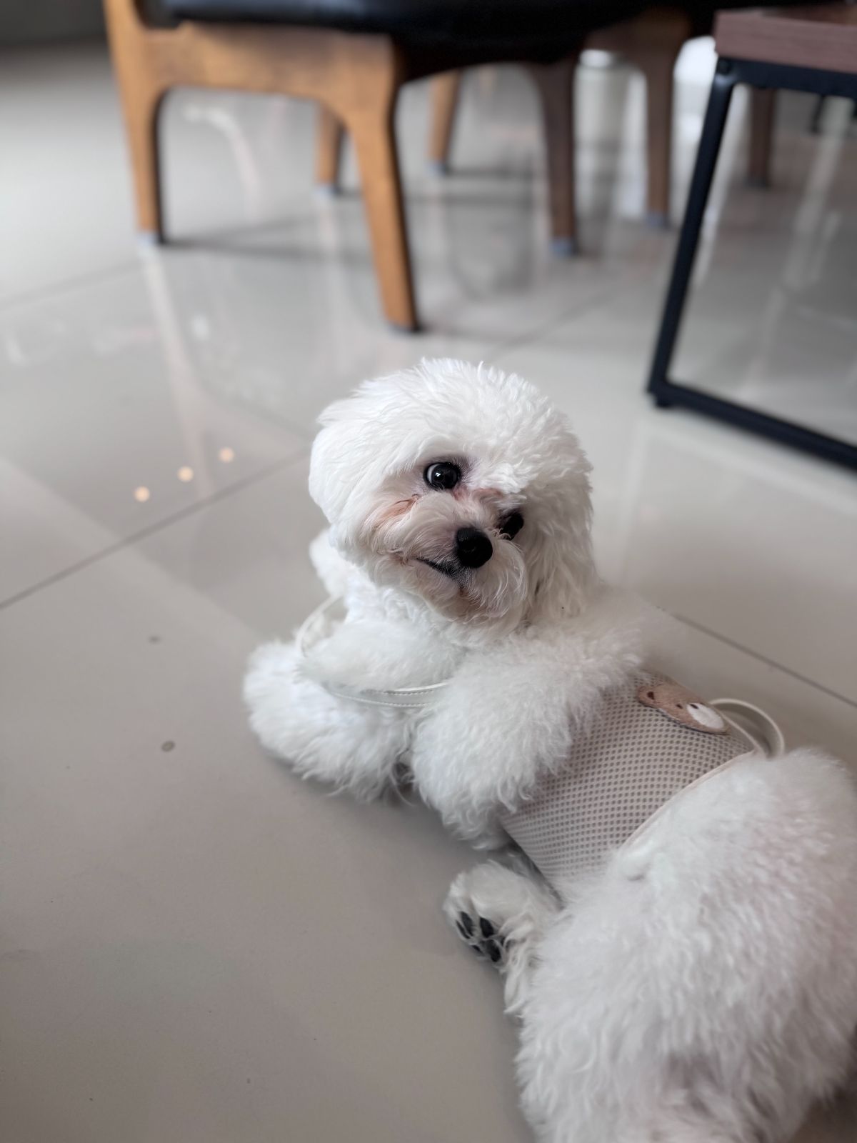 Barislow Specialty Coffee pets image 2