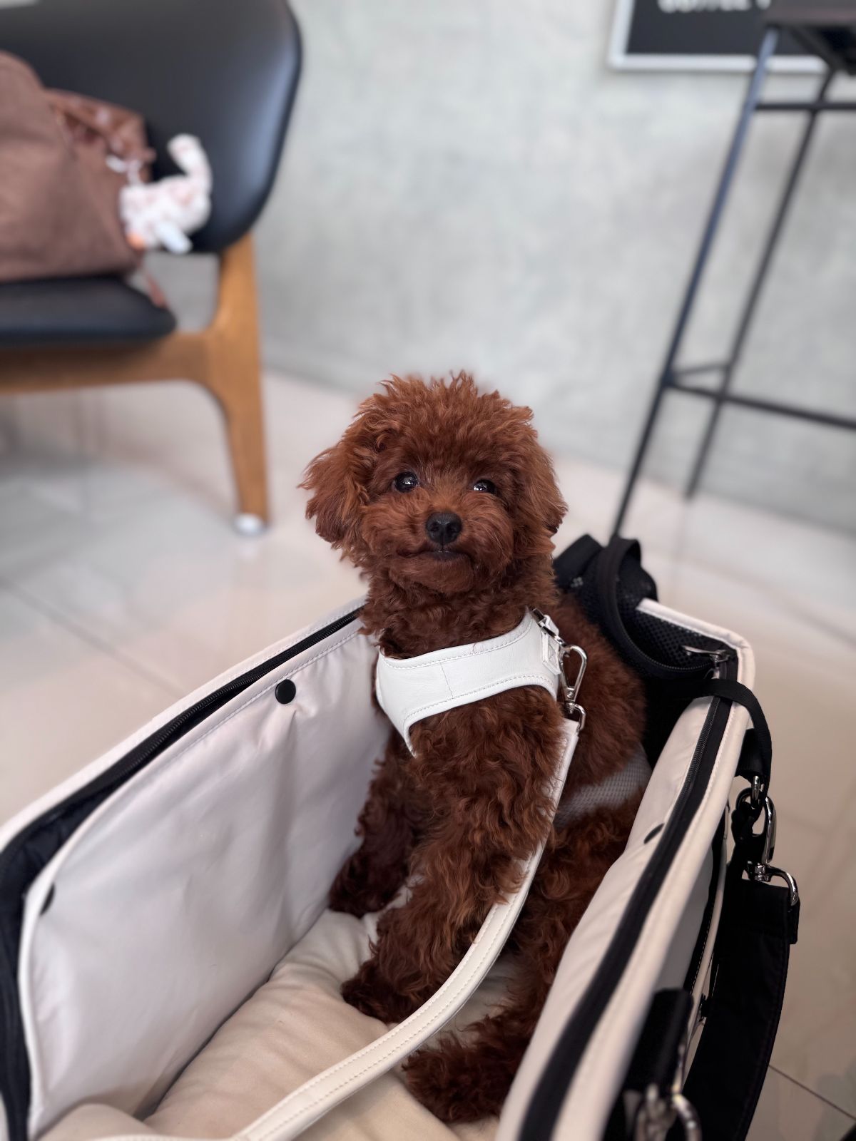 Barislow Specialty Coffee pets image 1