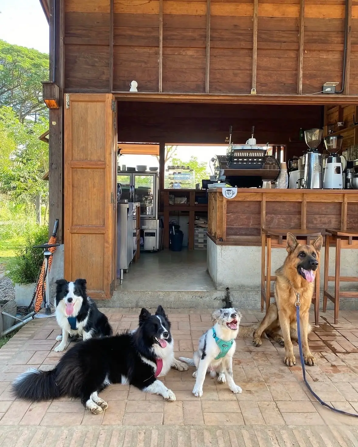 Thingamajiggy Coffee Roaster pets image 3