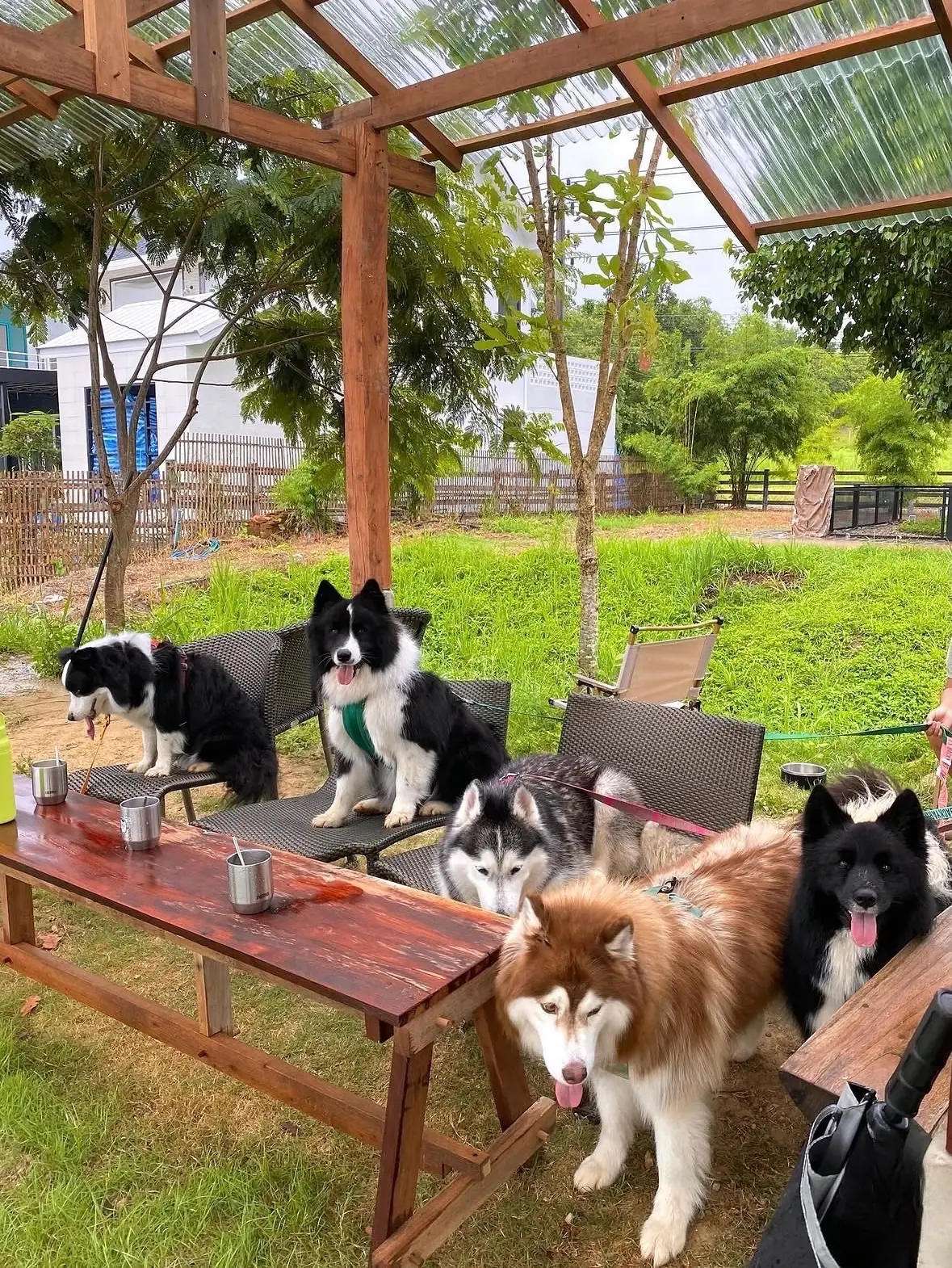 Thingamajiggy Coffee Roaster pets image 1