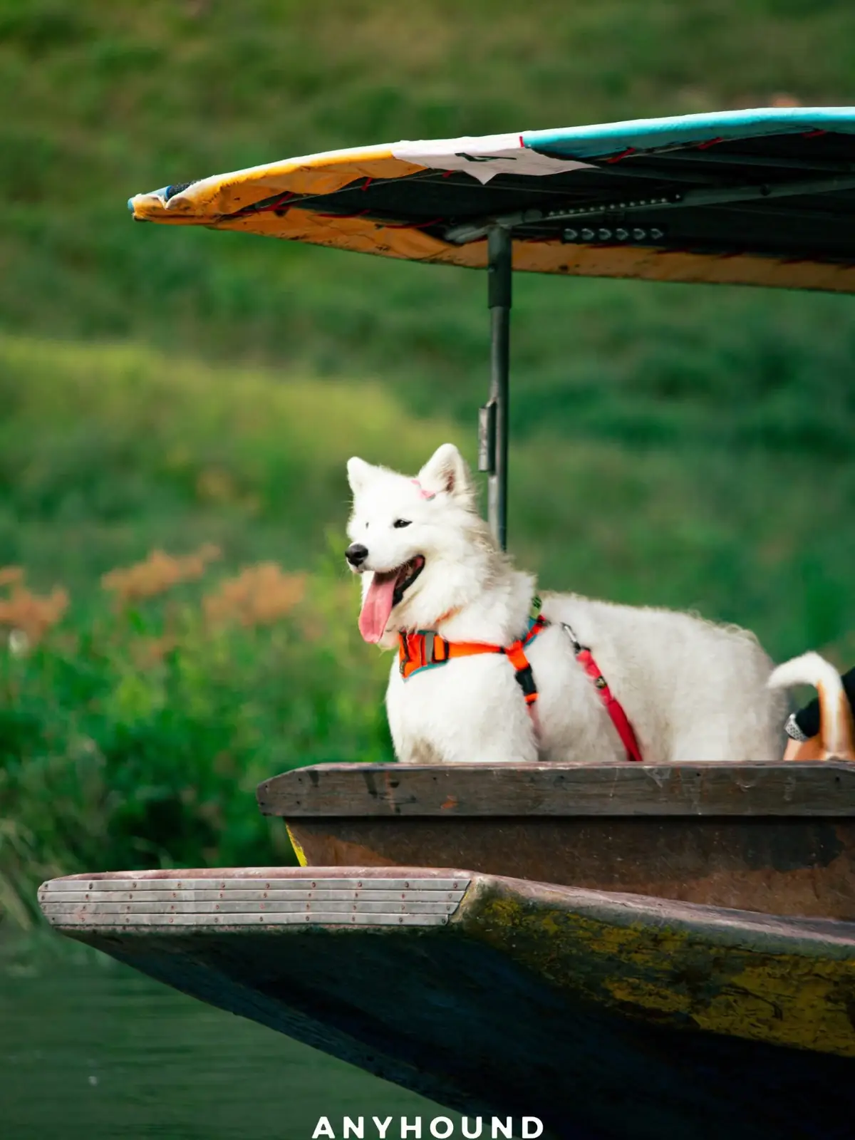 Khao Chong Lom pets image 4