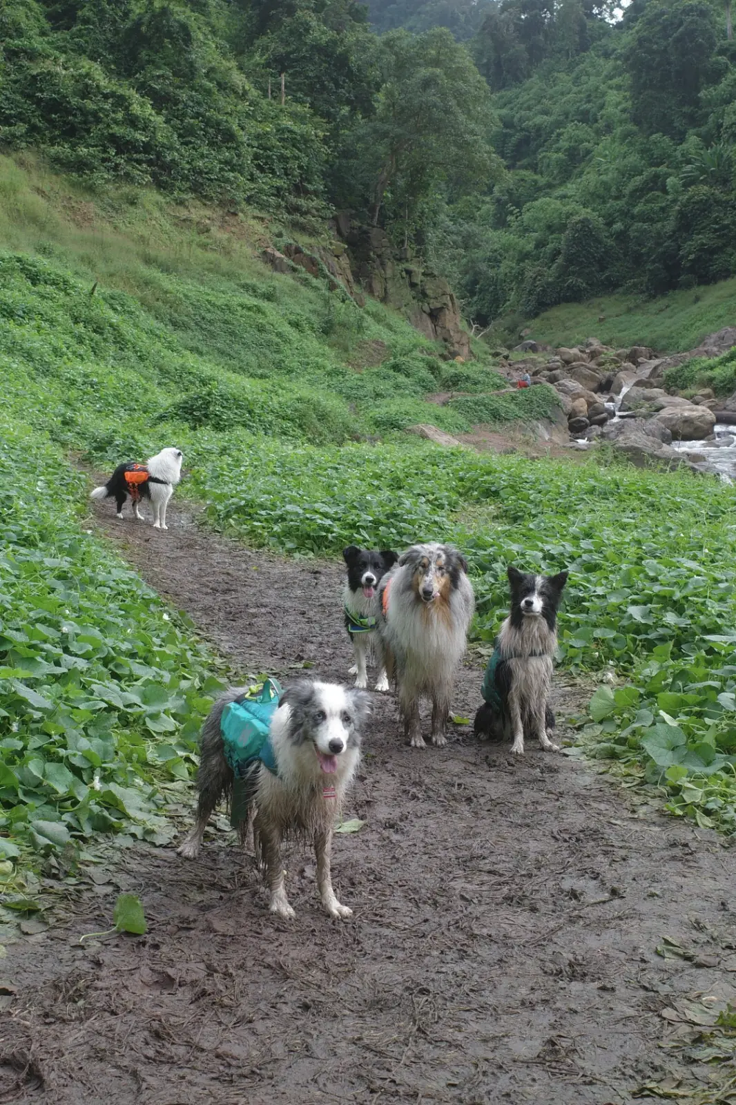 Khao Chong Lom pets image 13