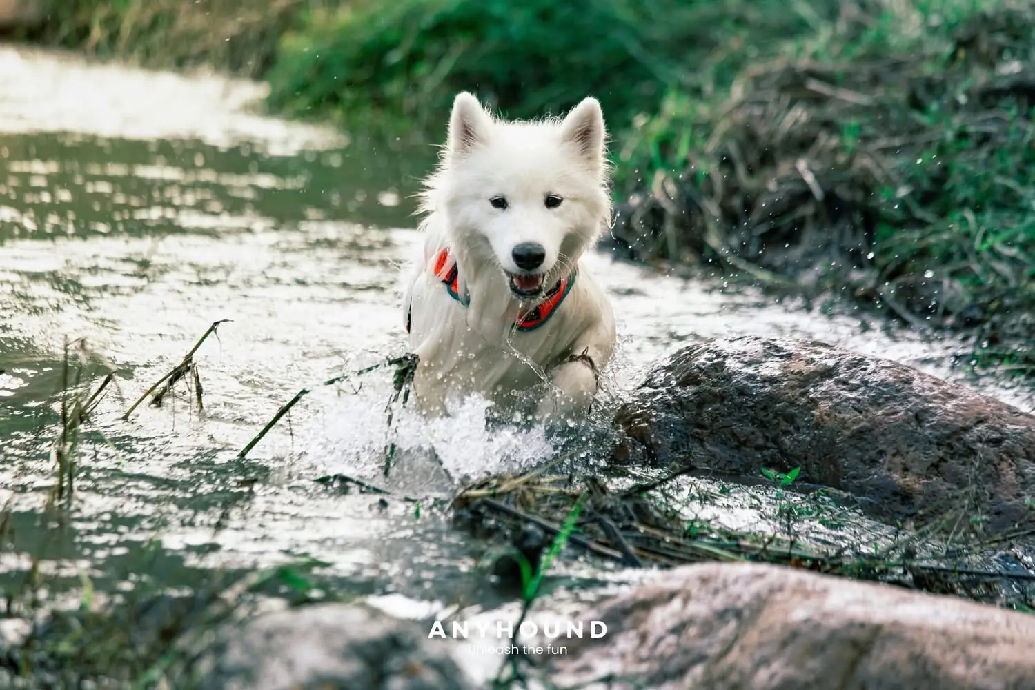 Khao Chong Lom pets image 8
