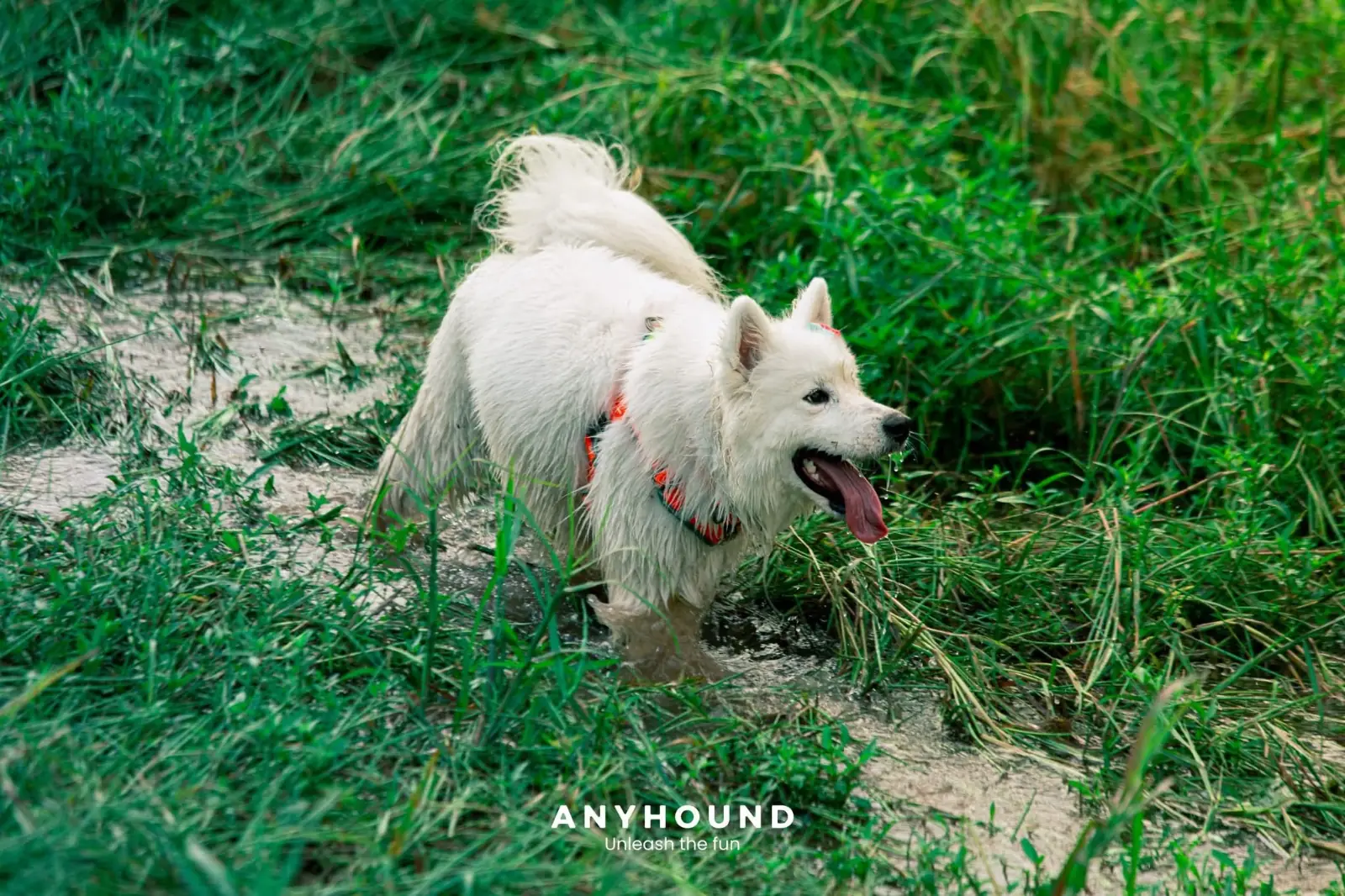 Khao Chong Lom pets image 7