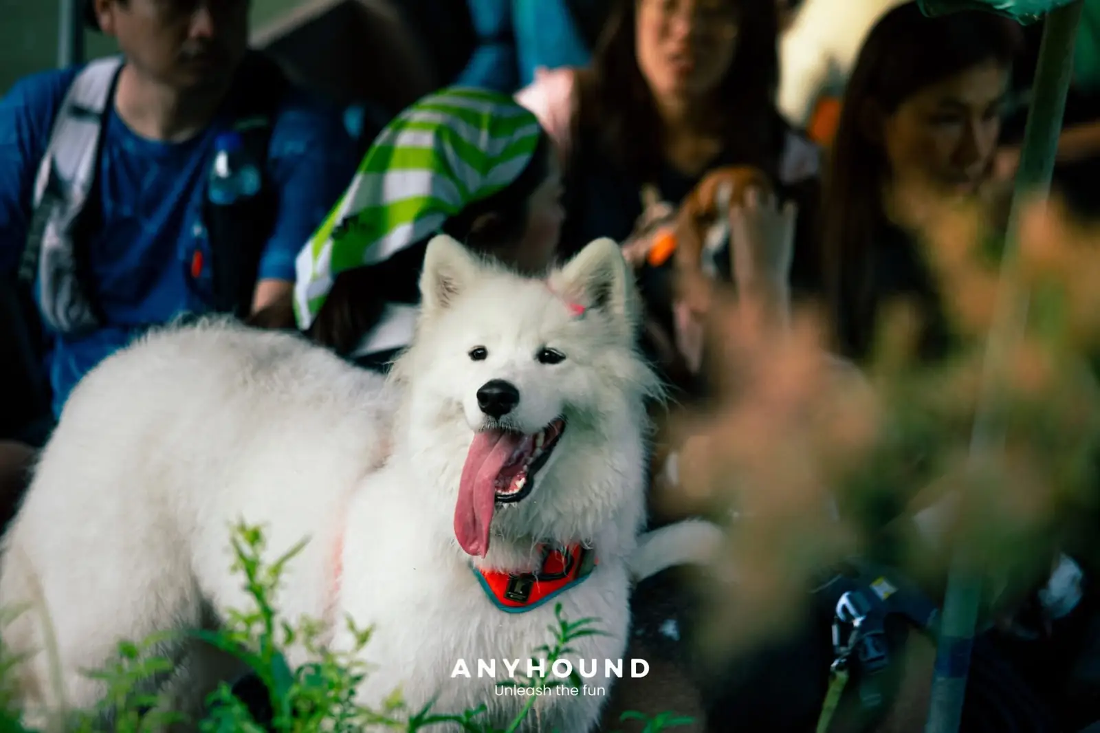 Khao Chong Lom pets image 2