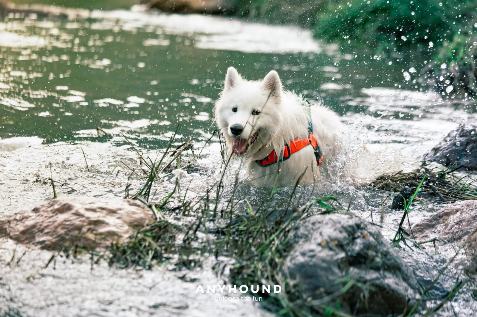 Khao Chong Lom pets image 1