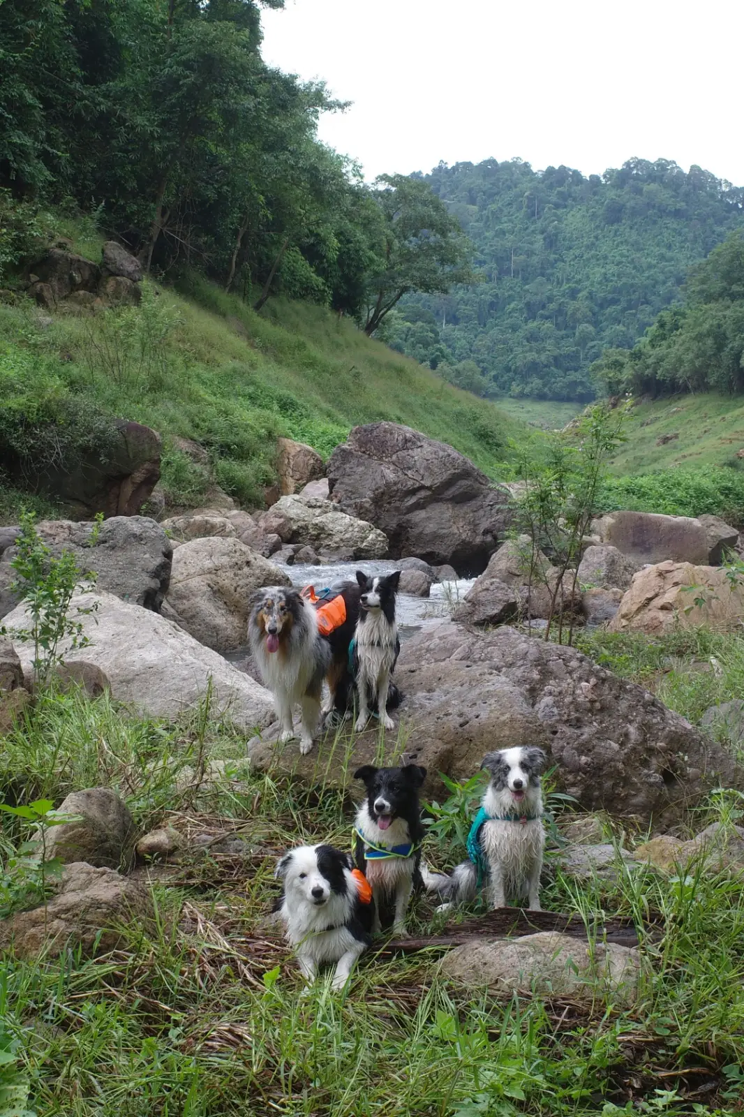 Khao Chong Lom pets image 11