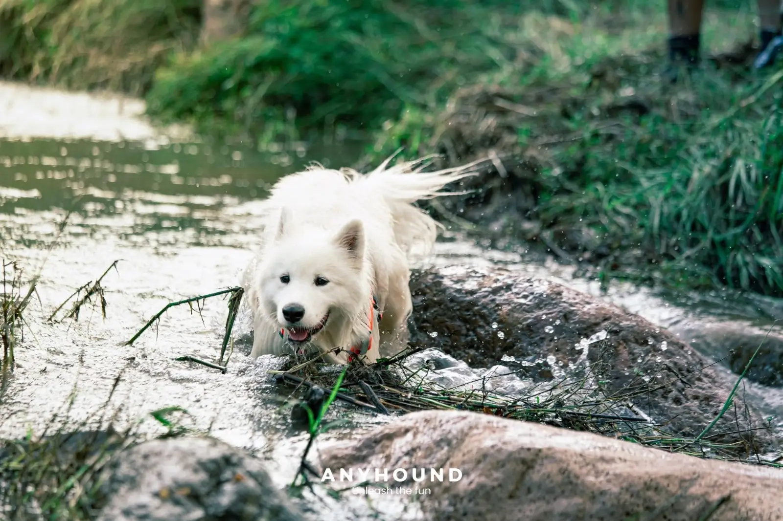 Khao Chong Lom pets image 5