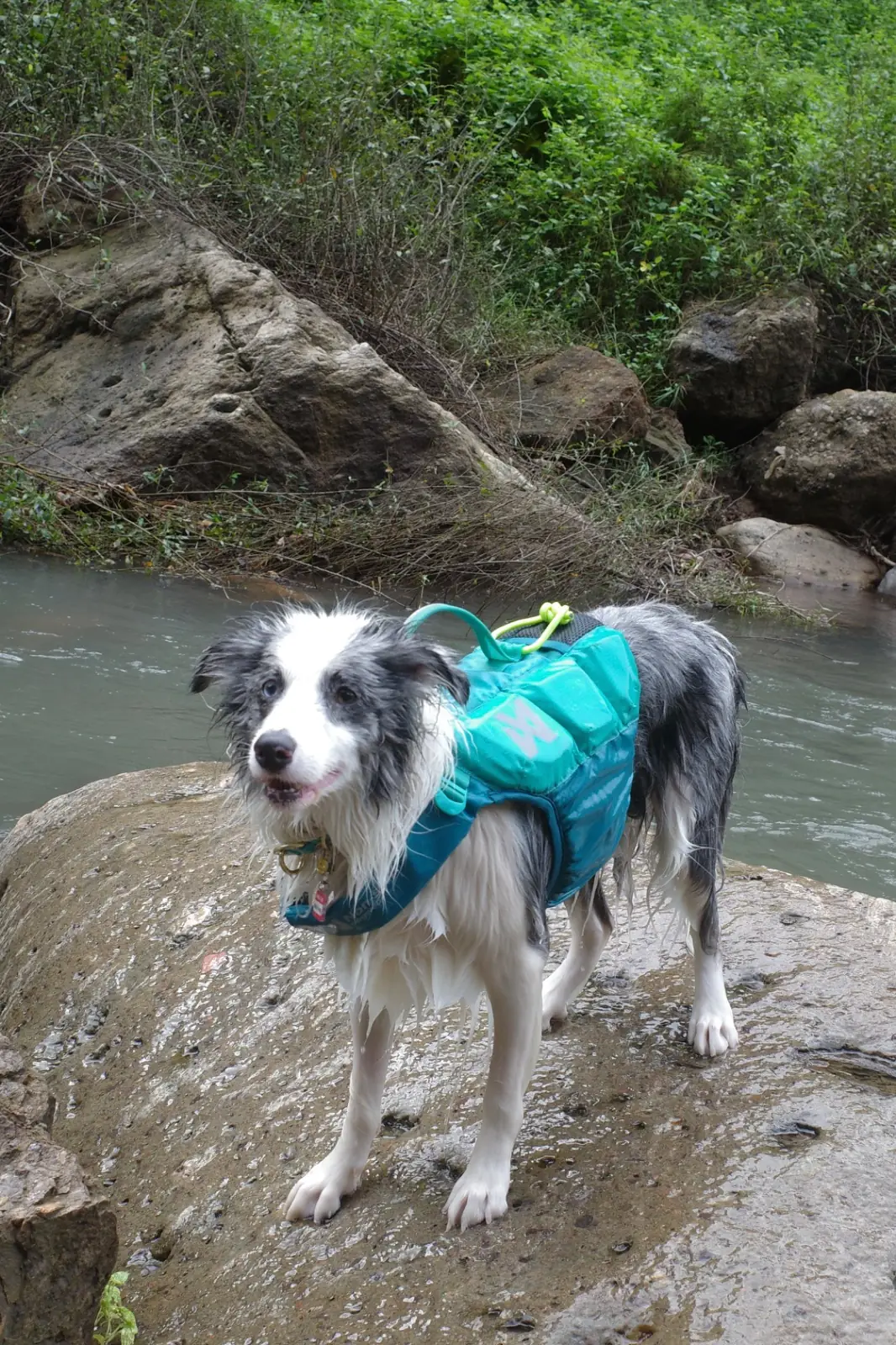 Khao Chong Lom pets image 12