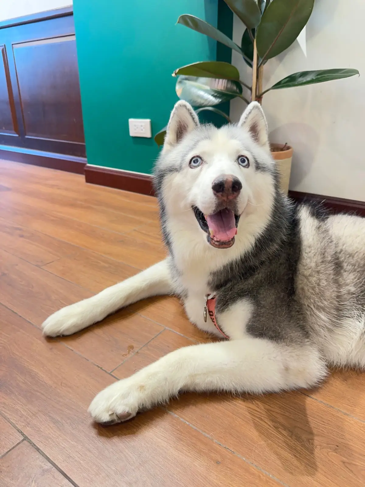 NORTHLANDTEA's Home - Sanam Bin Nam pets image 3